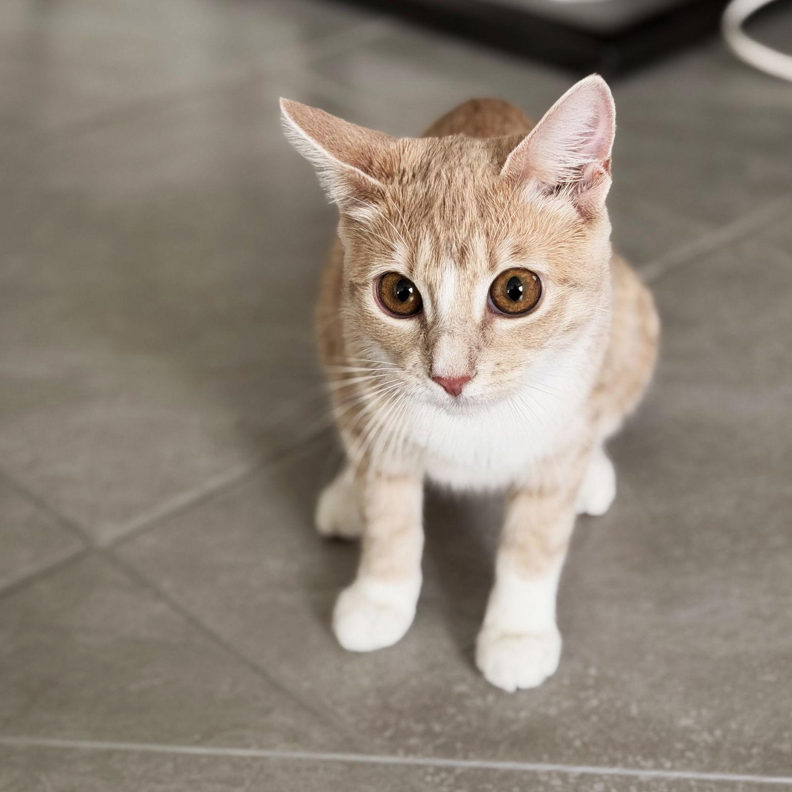 Rain, a Adoptable Domestic Short Hair in St. Cloud, FL image 2/3