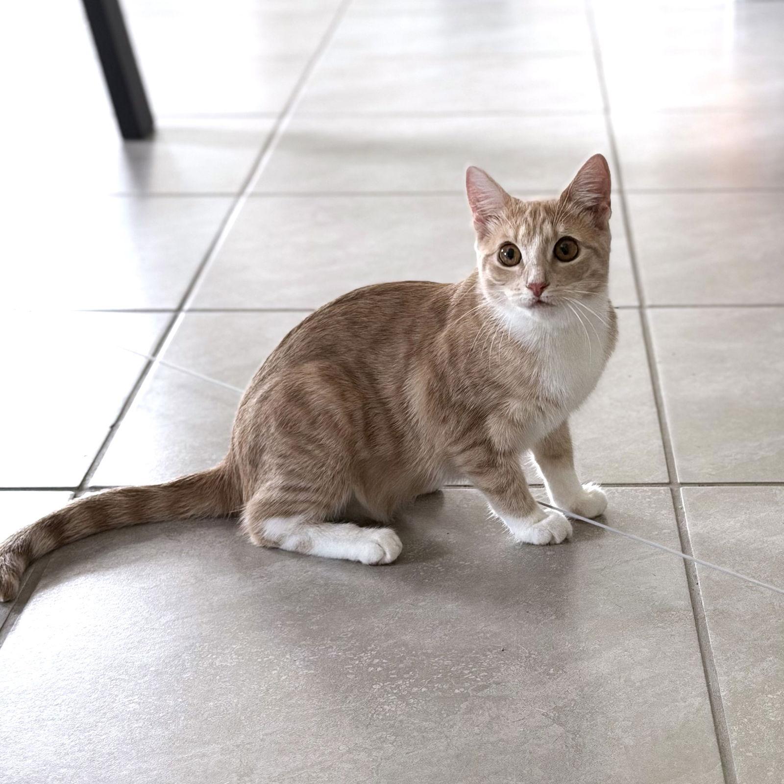 Rain, a Adoptable Domestic Short Hair in St. Cloud, FL image 3/3