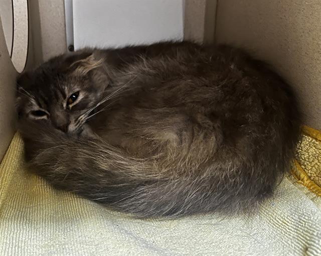 PIPER, Adoptable, Young Female Domestic Medium Hair & Scottish Fold.