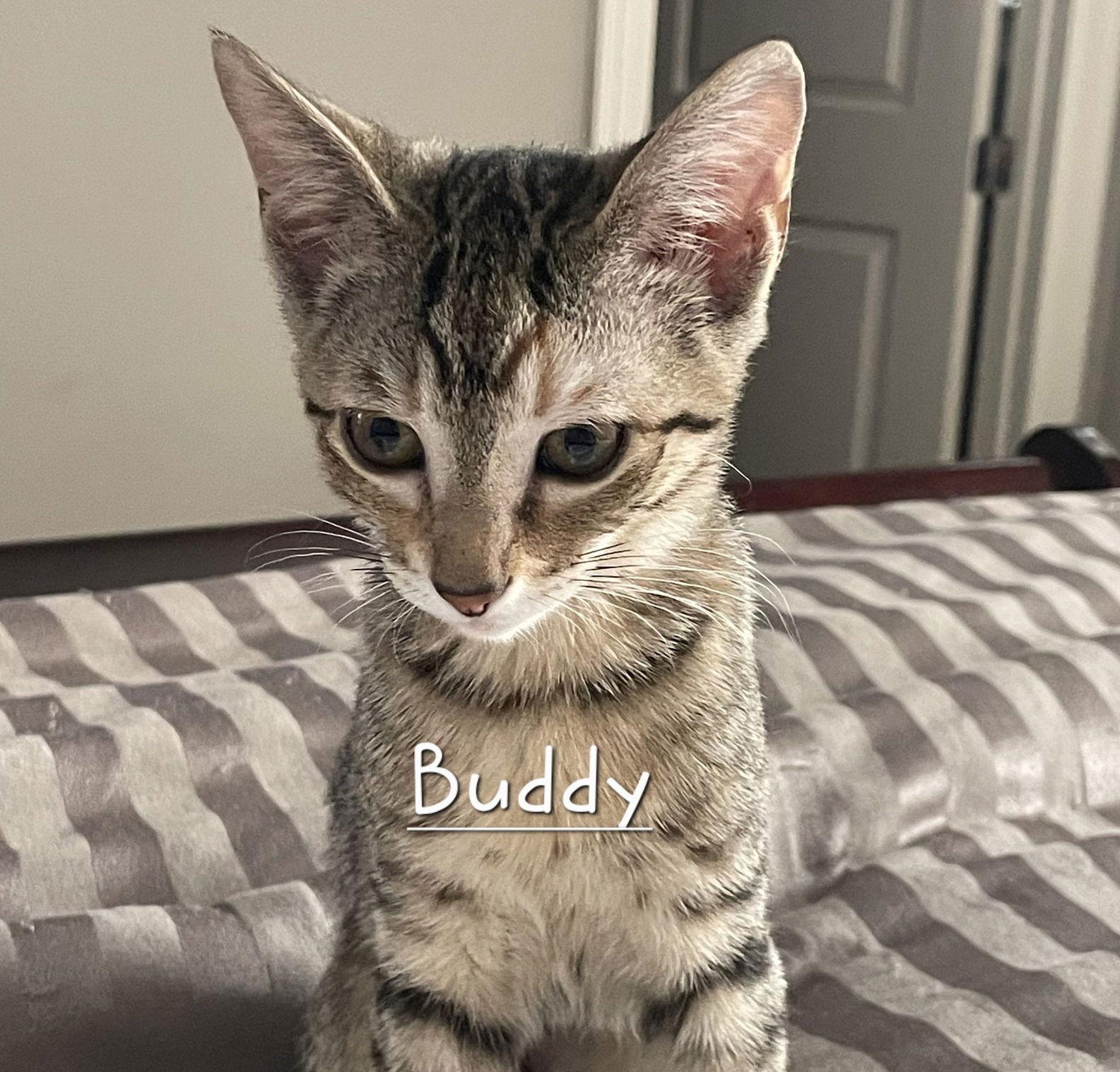 Enlarge Buddy #litter-of-10, a Adoptable Tabby in Sugar Land, TX image 1/1