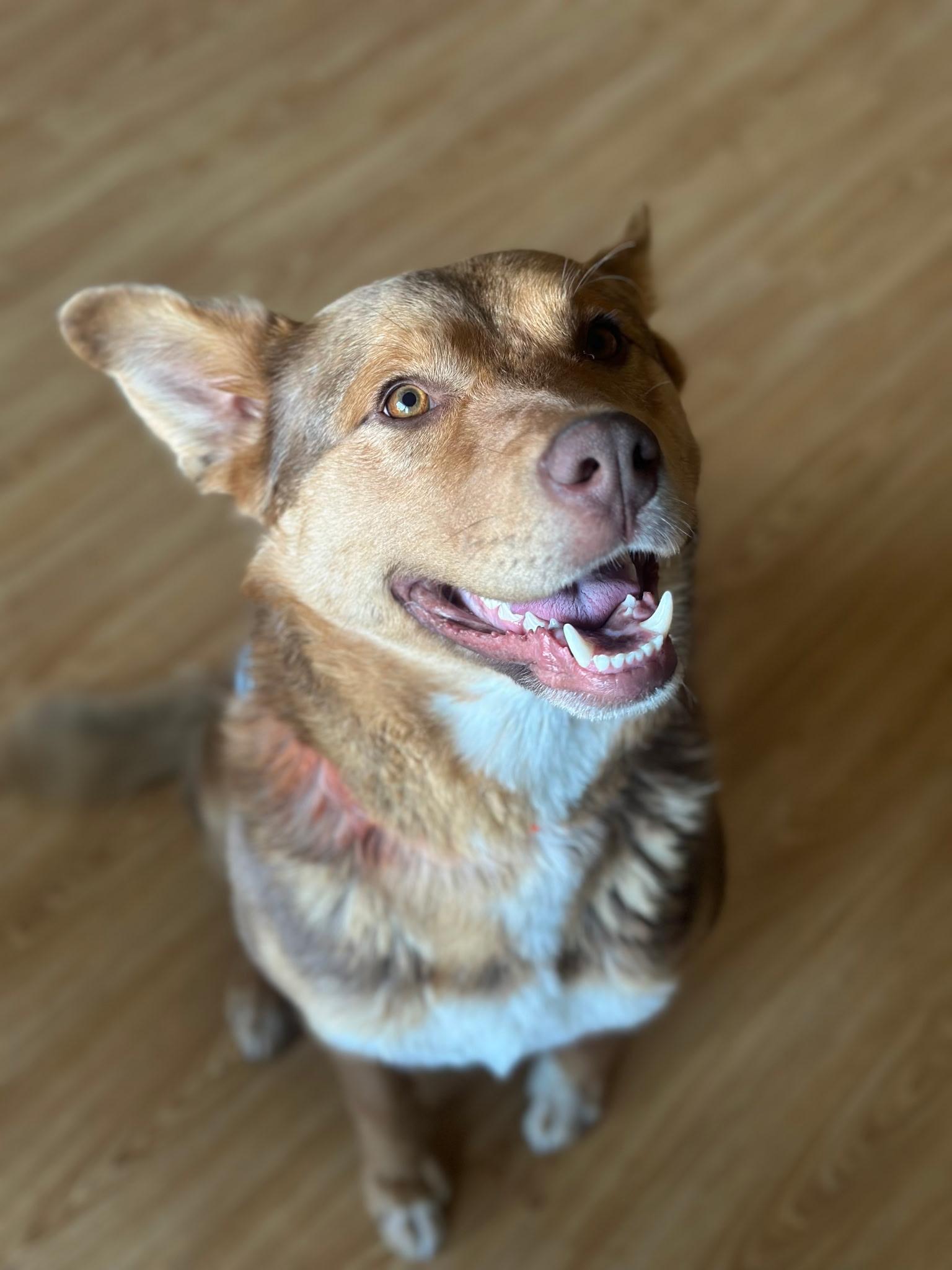 Sf-Hank, an adoptable Australian Shepherd, Husky in Billings, MT, 59101 | Photo Image 1