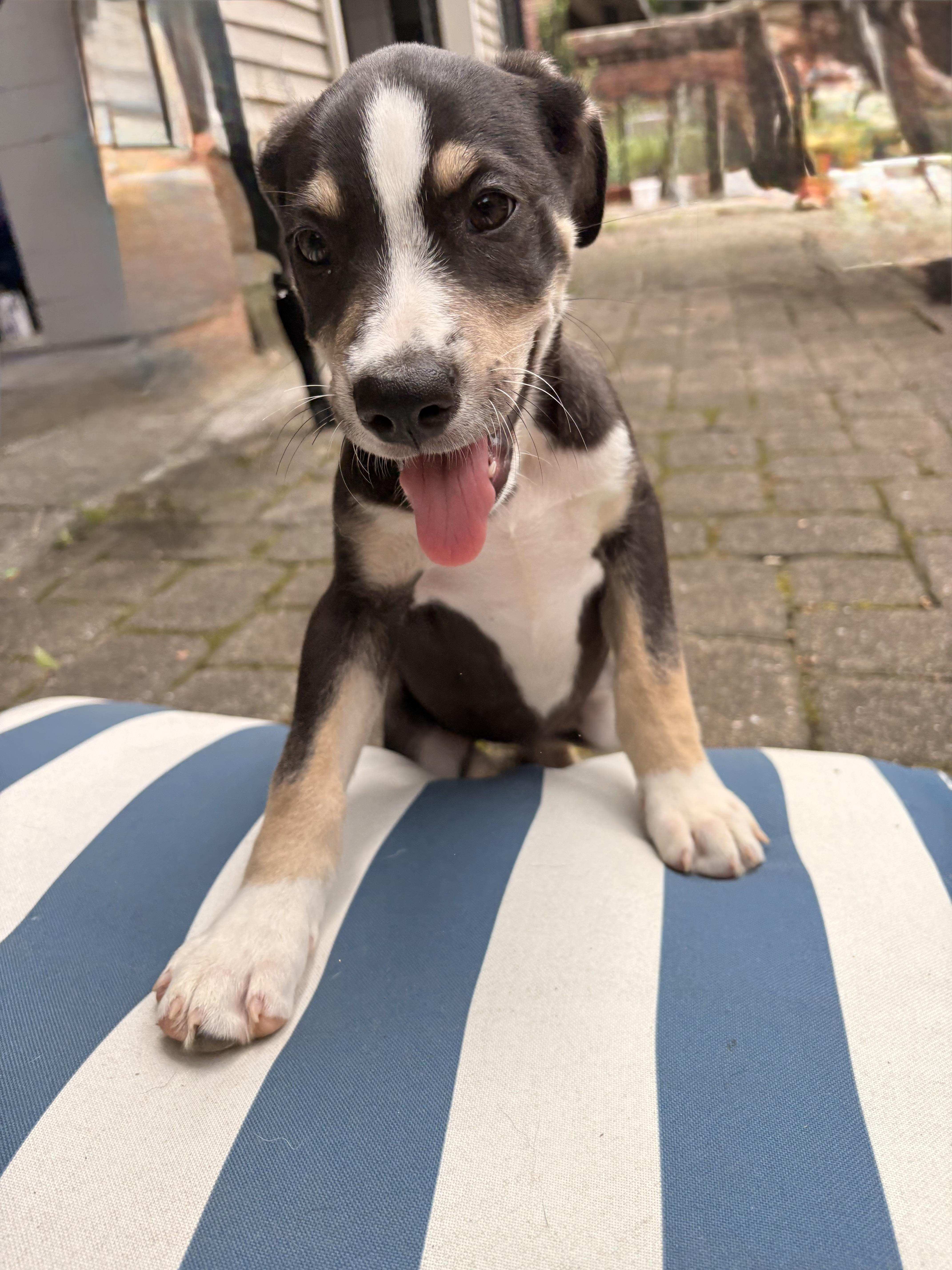 Enlarge Gigi, a Adopted mixed breed in Arlington , VA image 2/4