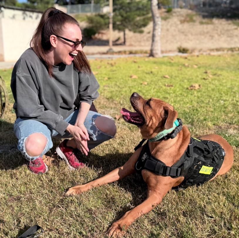 Cjay - The Golden Bachelor ;), a Adoptable mixed breed in Santa Fe, NM image 2/5