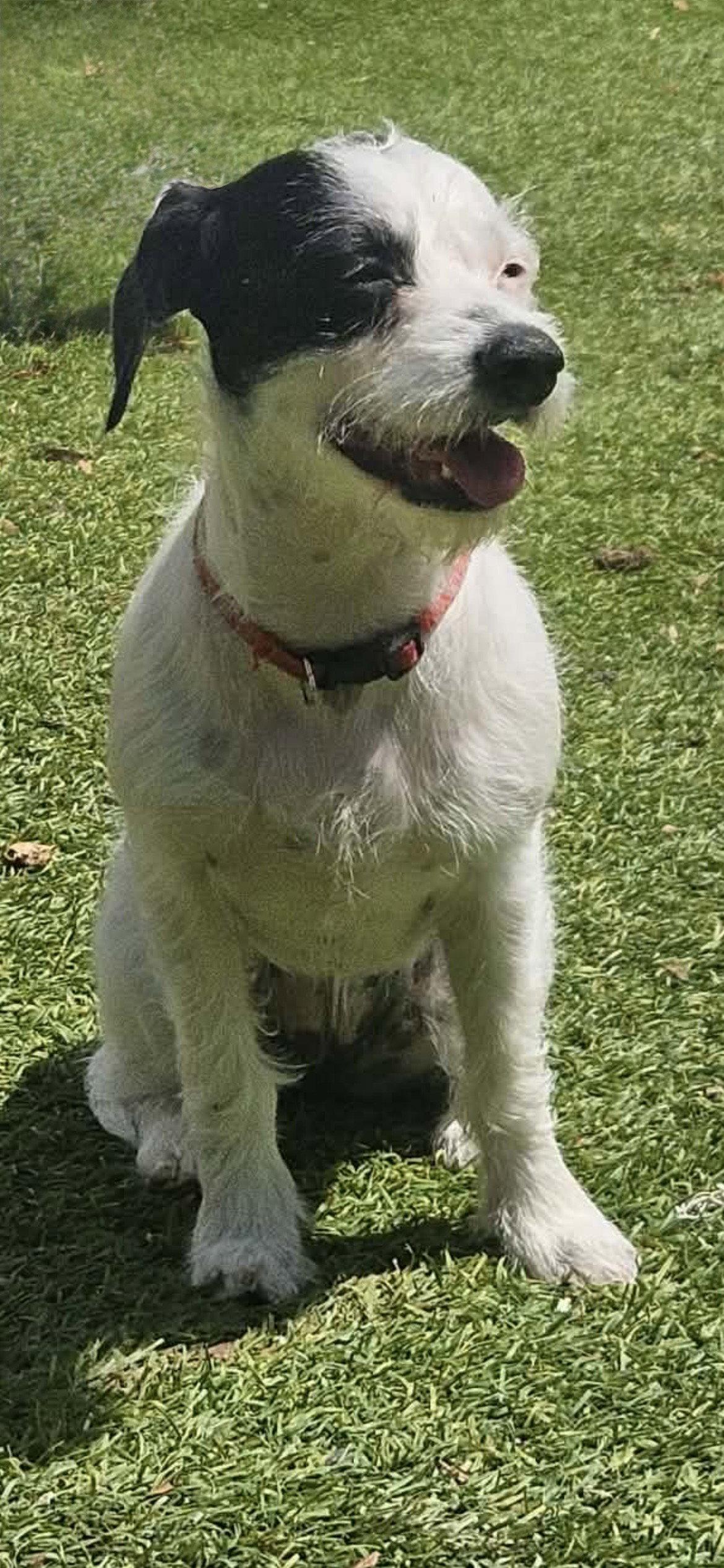 Eve, Adoptable, Young Female Parson Russell Terrier & Border Terrier.