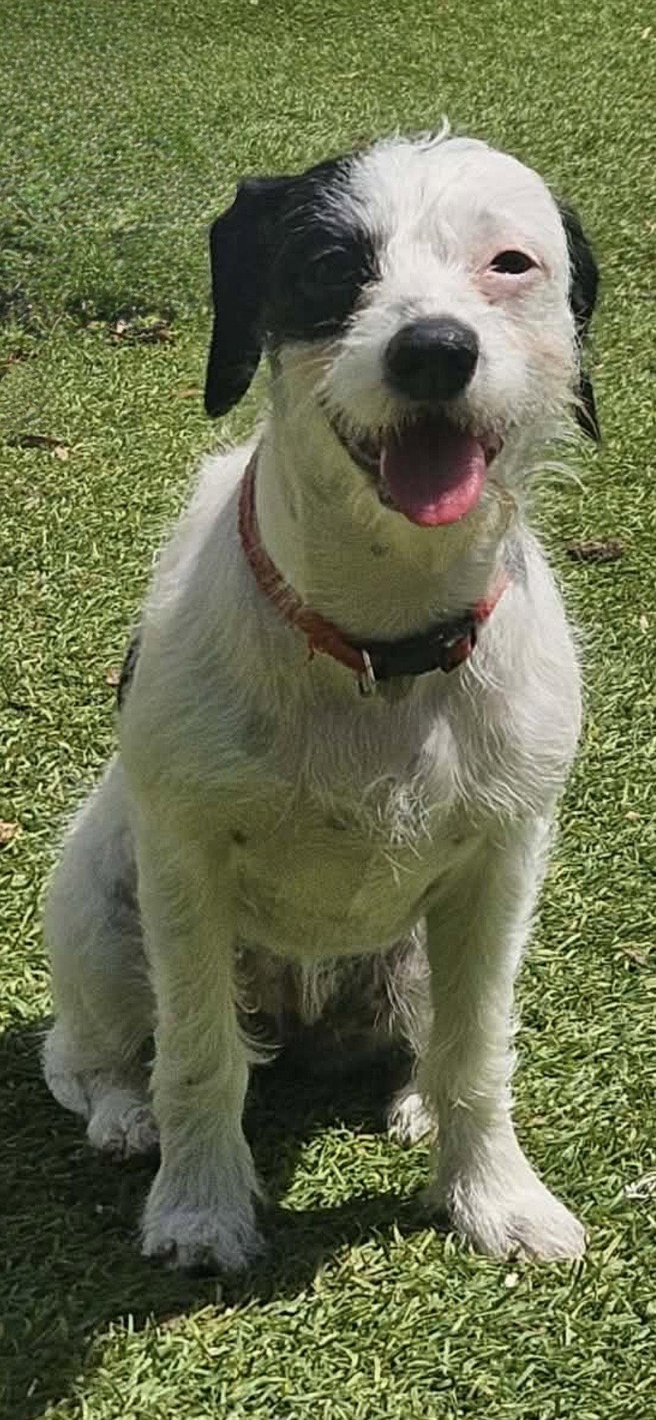 Enlarge Eve, a Adoptable mixed breed in Mooresville, NC image 2/3