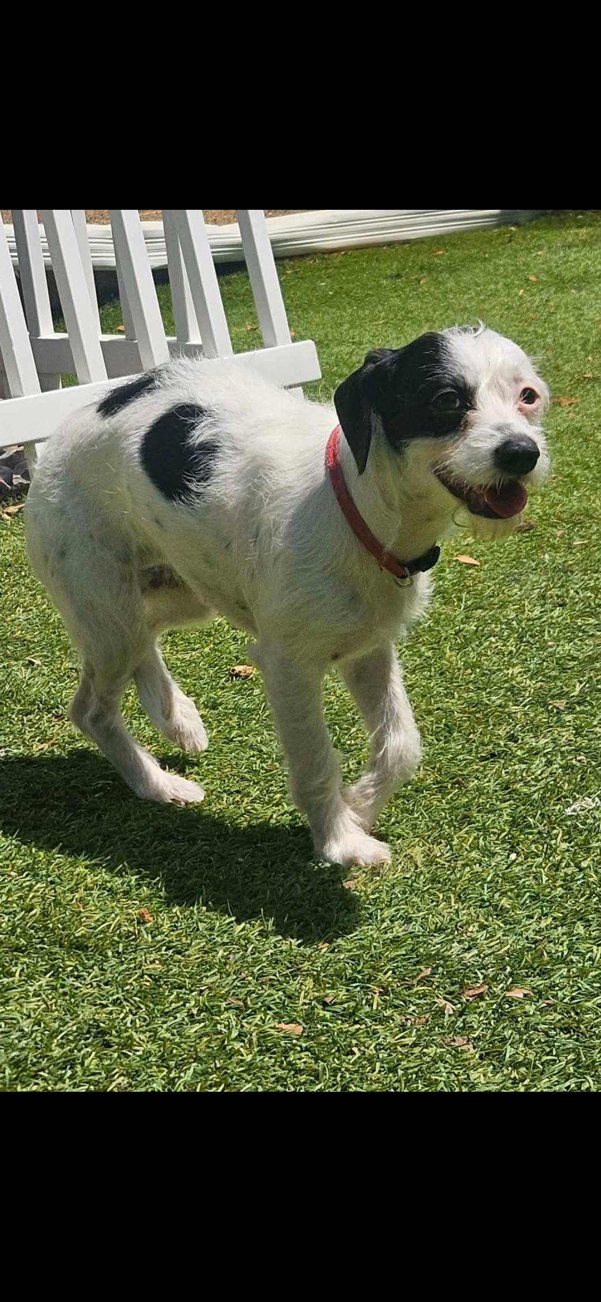 Enlarge Eve, a Adoptable mixed breed in Mooresville, NC image 3/3