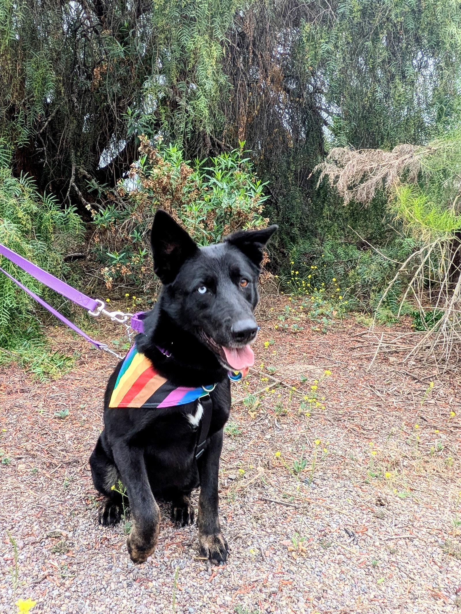 Kira, a Adoptable Shepherd in San Diego, CA image 1/3