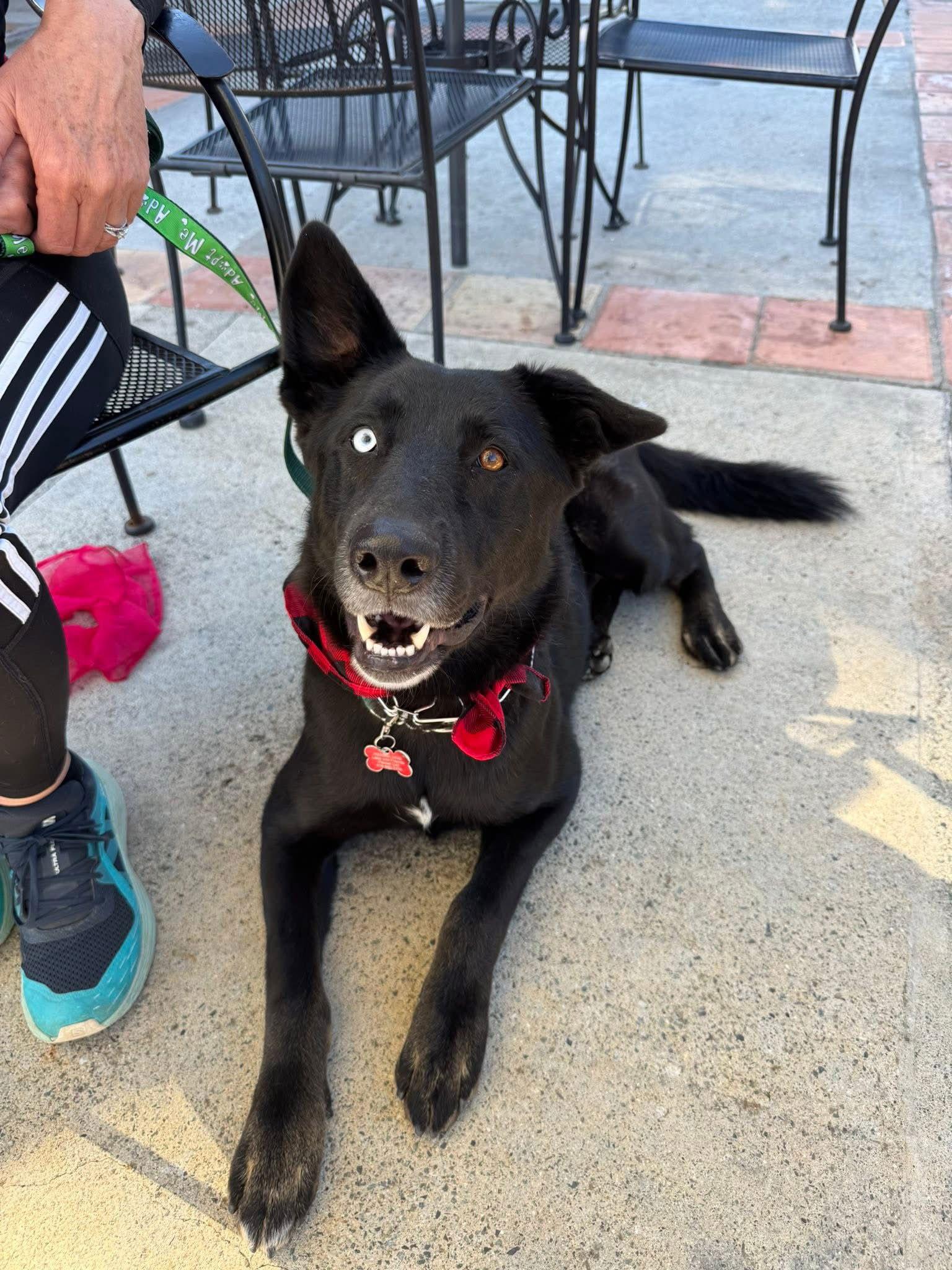 Enlarge Kira, a Adoptable Shepherd in San Diego, CA image 1/3