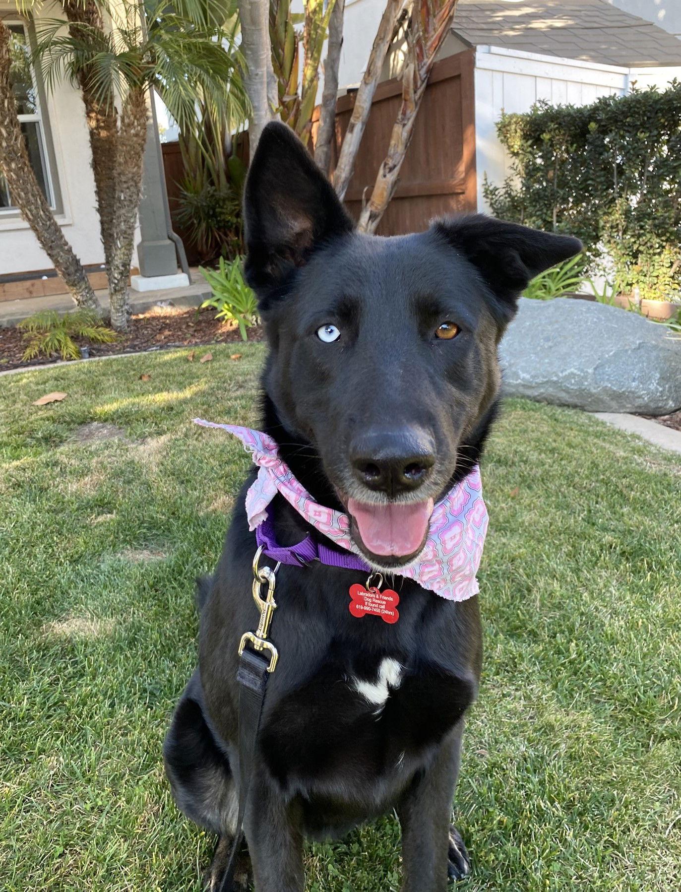 Enlarge Kira, a Adoptable Shepherd in San Diego, CA image 2/3