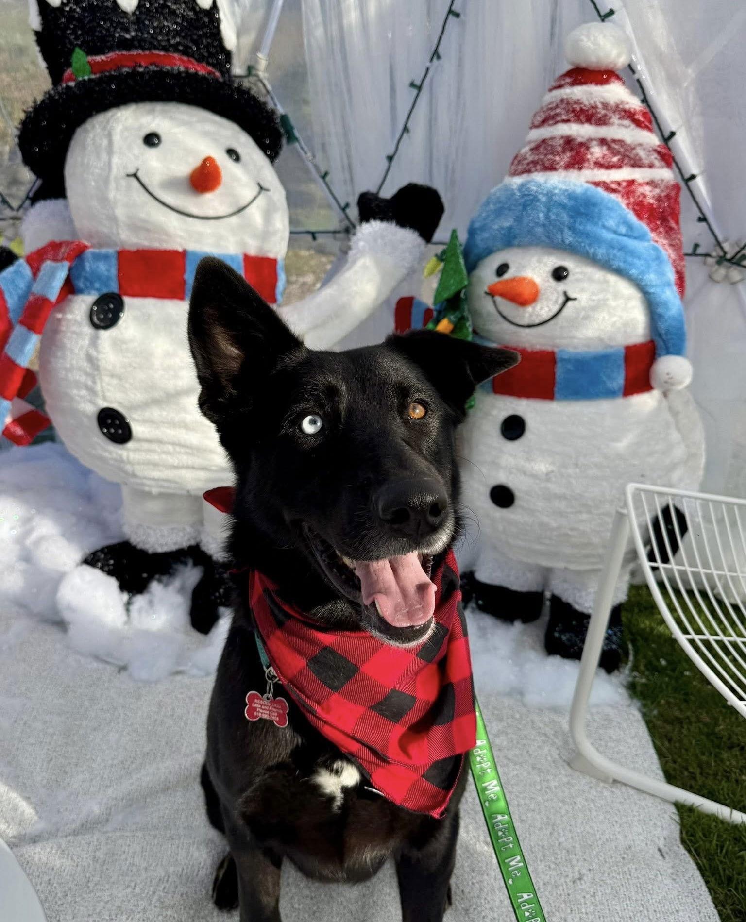 Enlarge Kira, a Adoptable Shepherd in San Diego, CA image 3/3