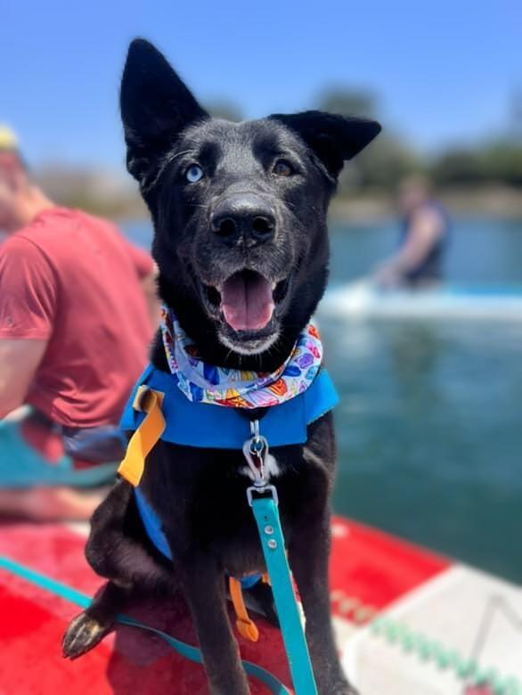 Kira, a Adoptable Shepherd in San Diego, CA image 2/3