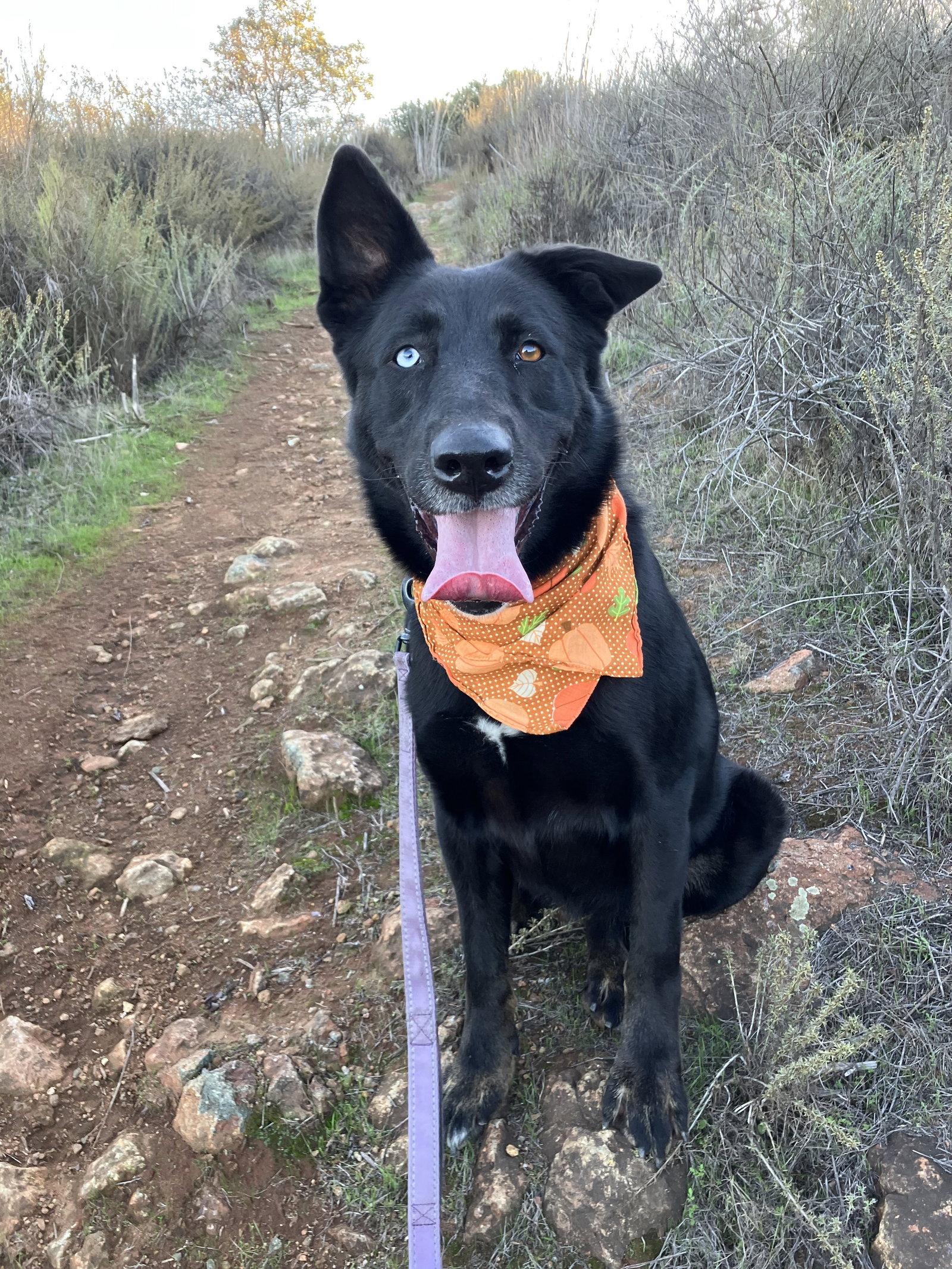 Kira, a Adoptable Shepherd in San Diego, CA image 3/3
