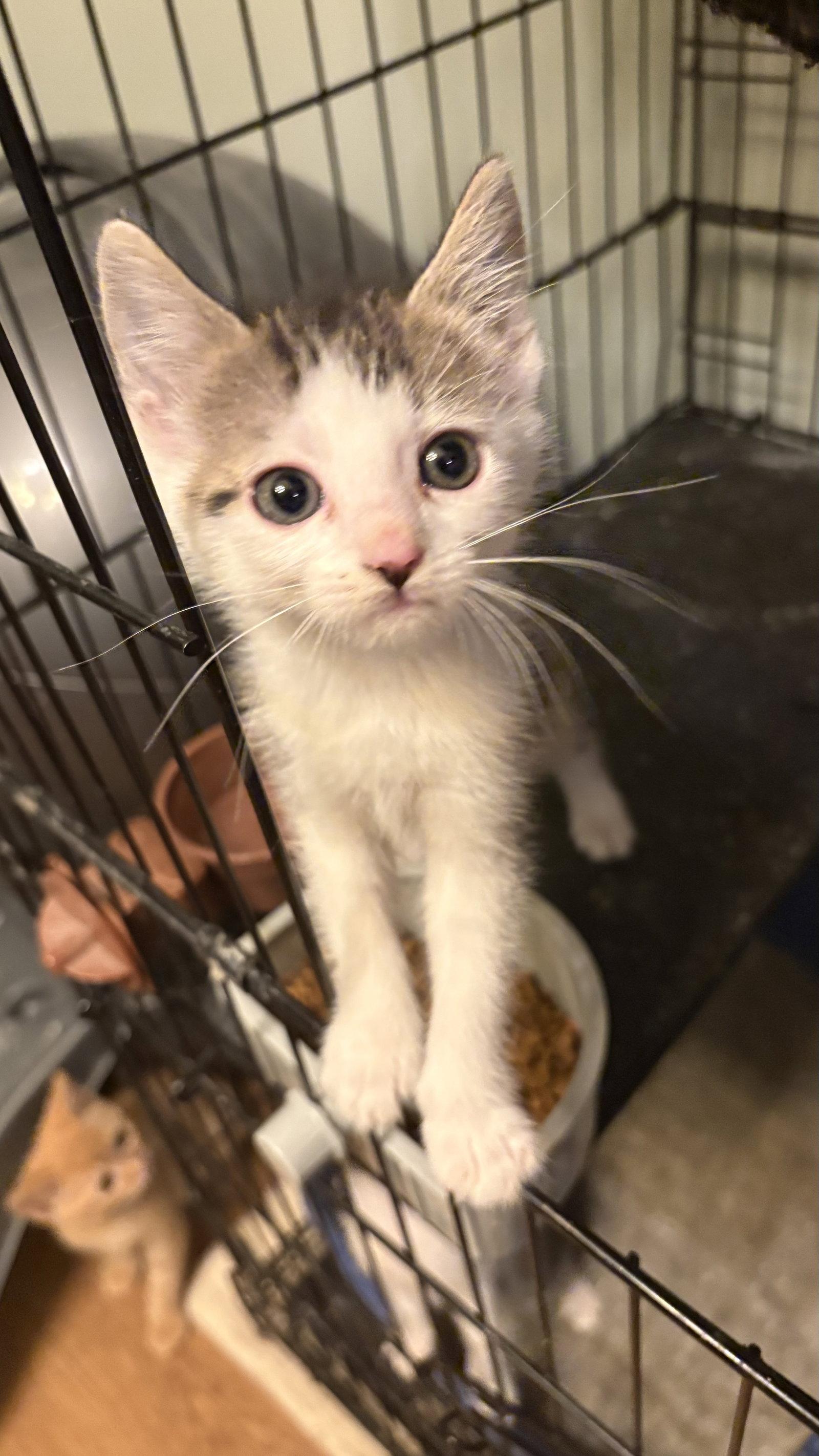 Enlarge Lily    ( th), a Adoptable Domestic Short Hair in White Bluff, TN image 1/1