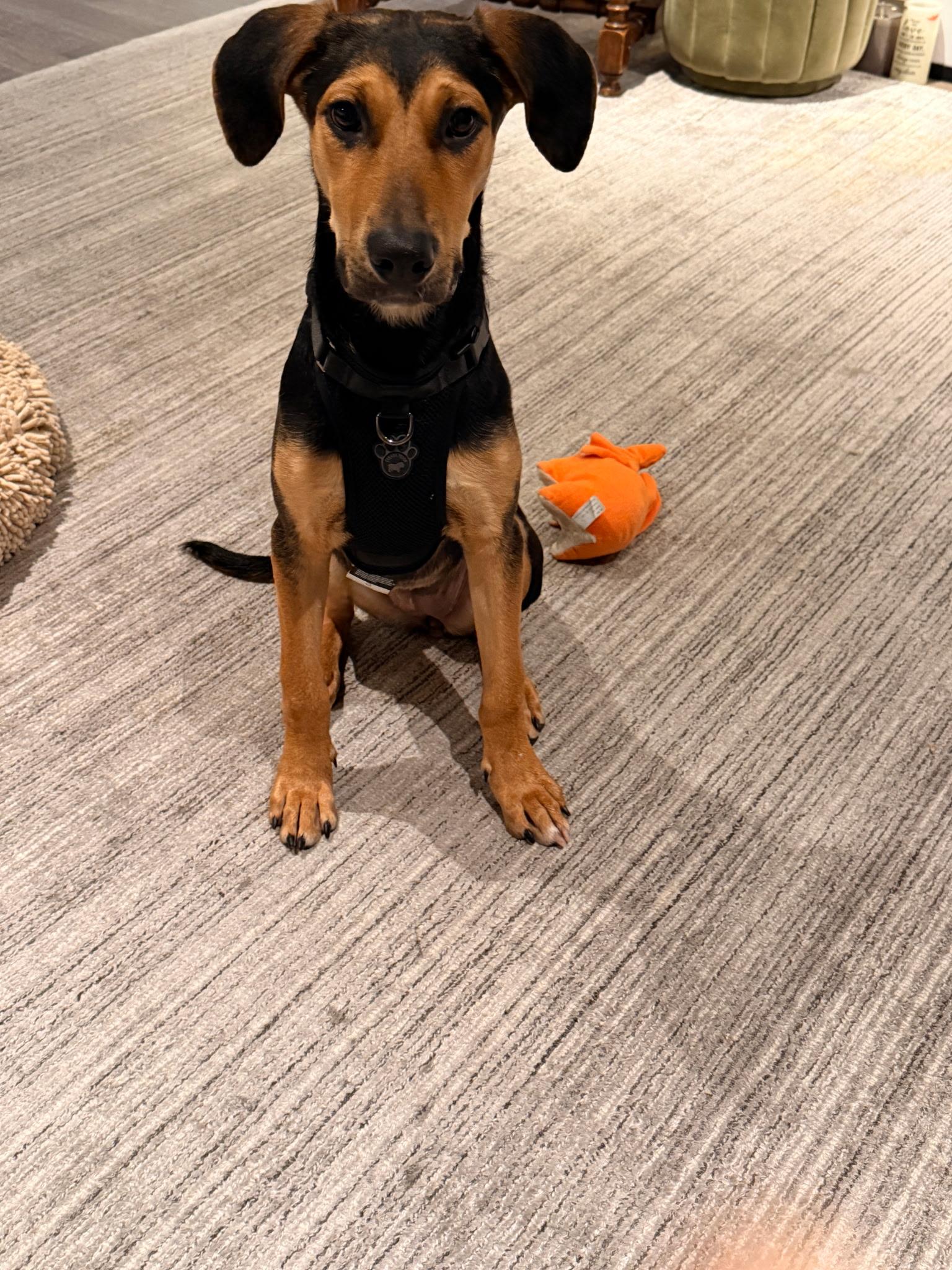 Enlarge Riley, a Adoptable mixed breed in Weston, MA image 1/5