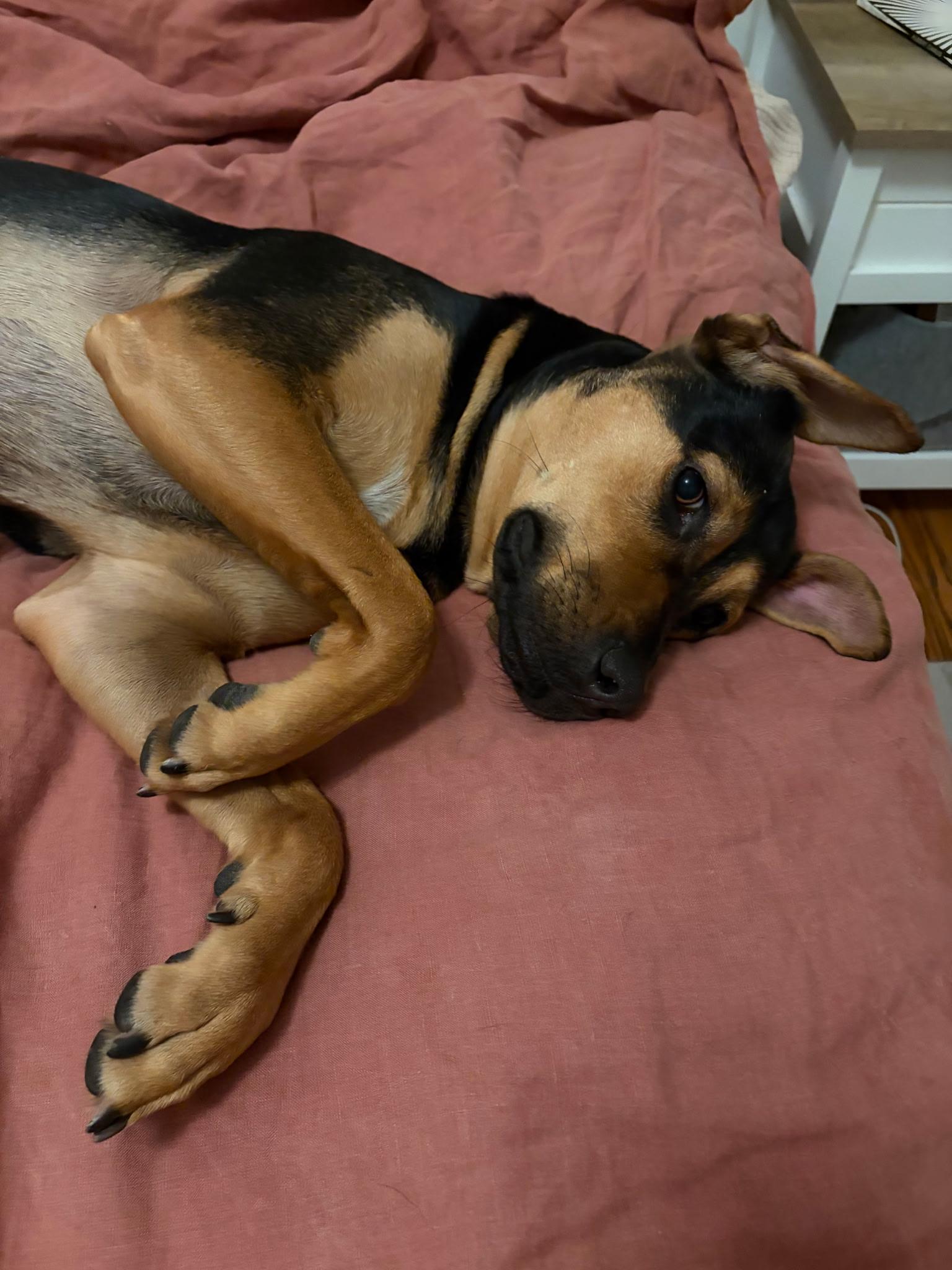 Enlarge Riley, a Adoptable mixed breed in Weston, MA image 3/5