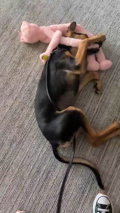 Enlarge Riley, a Adoptable mixed breed in Weston, MA video 5/5
