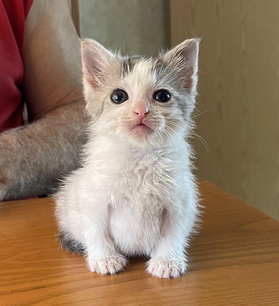 Johnny Levi, Adoptable, Young Male American Shorthair.