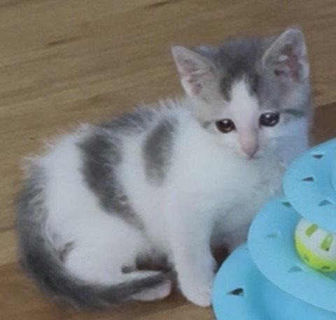 Johnny Levi, a Adoptable American Shorthair in O'Fallon, MO image 3/3