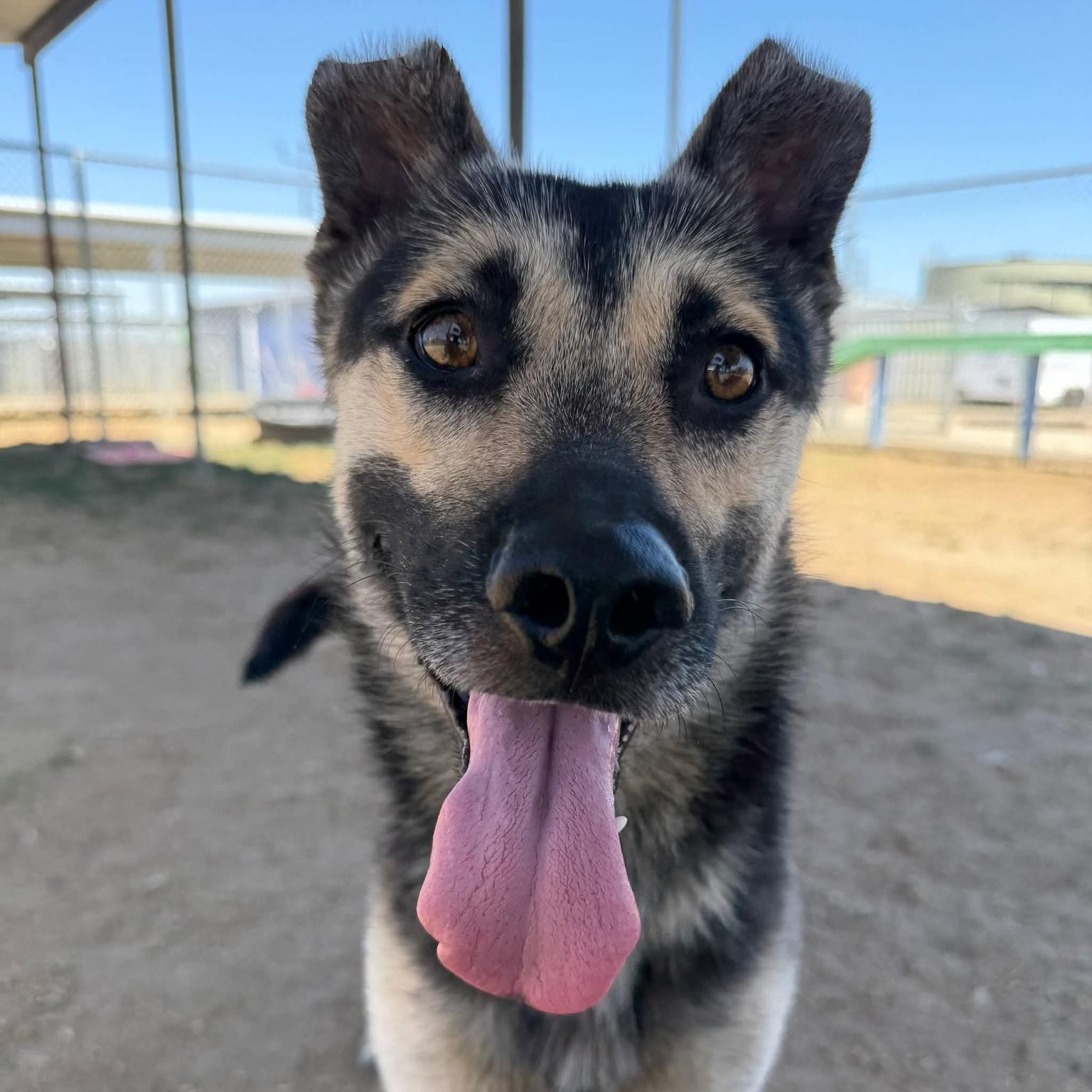Enlarge Jelly Bean - URGENT AND AT RISK, an adopted mixed breed in Thousand Oaks, CA image 2/2