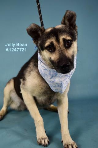 Jelly Bean - URGENT AND AT RISK, adopted, Young Male German Shepherd Dog.