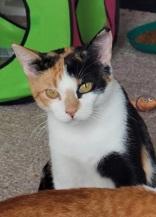 Enlarge Maple, a Adopted Domestic Short Hair in Dodgeville, WI image 3/4