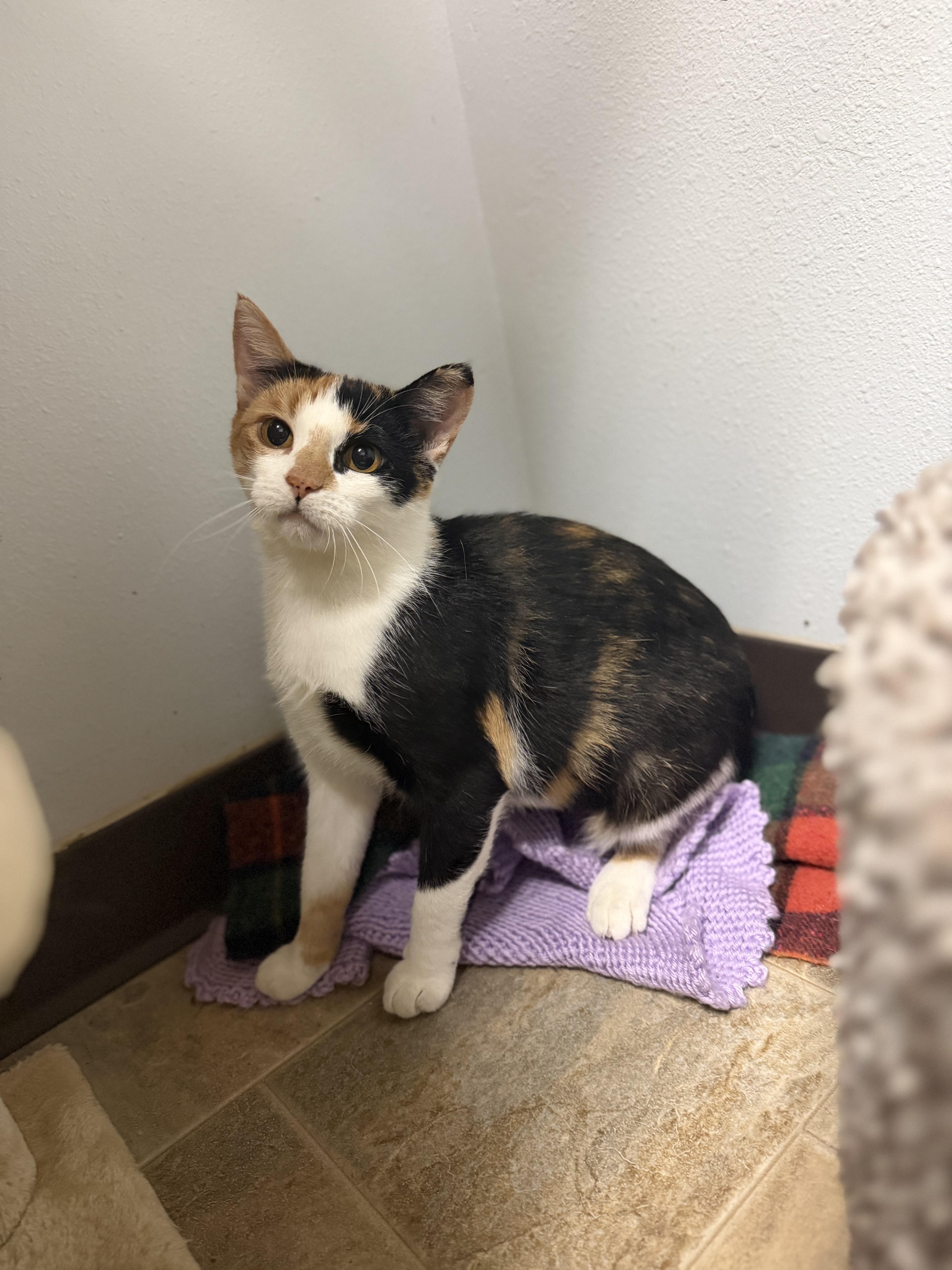 Maple, Adopted, Adult Female Domestic Short Hair.
