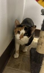 Enlarge Maple, a Adopted Domestic Short Hair in Dodgeville, WI image 4/4