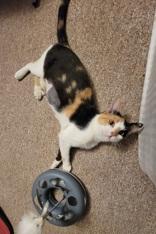 Enlarge Maple, a Adopted Domestic Short Hair in Dodgeville, WI image 2/4