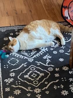 Mores, Adoptable, Senior Male Domestic Medium Hair & Domestic Short Hair.