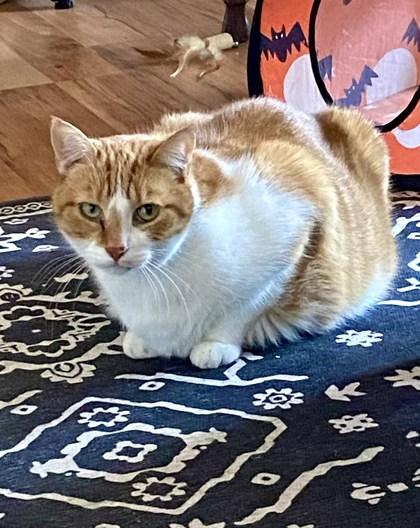 Enlarge Mores, a Adoptable mixed breed in Chicago, IL image 2/2