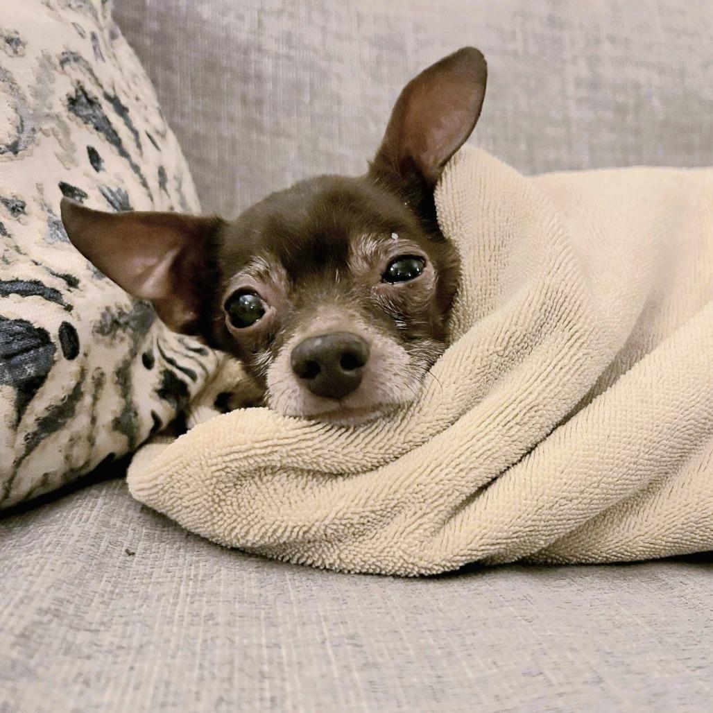 Enlarge Moses 13642, a Adoptable Chihuahua in San Francisco, CA image 1/6