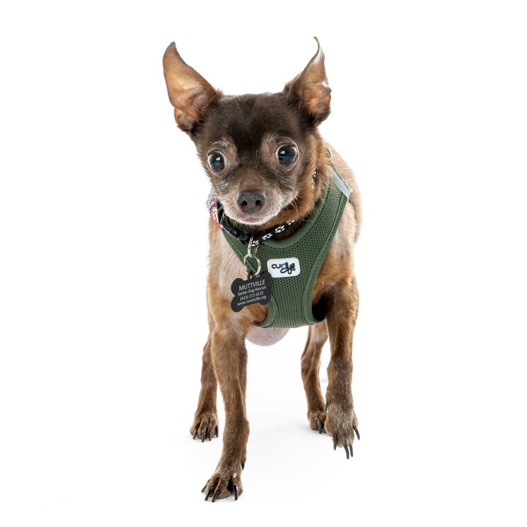 Enlarge Moses 13642, a Adoptable Chihuahua in San Francisco, CA image 3/6