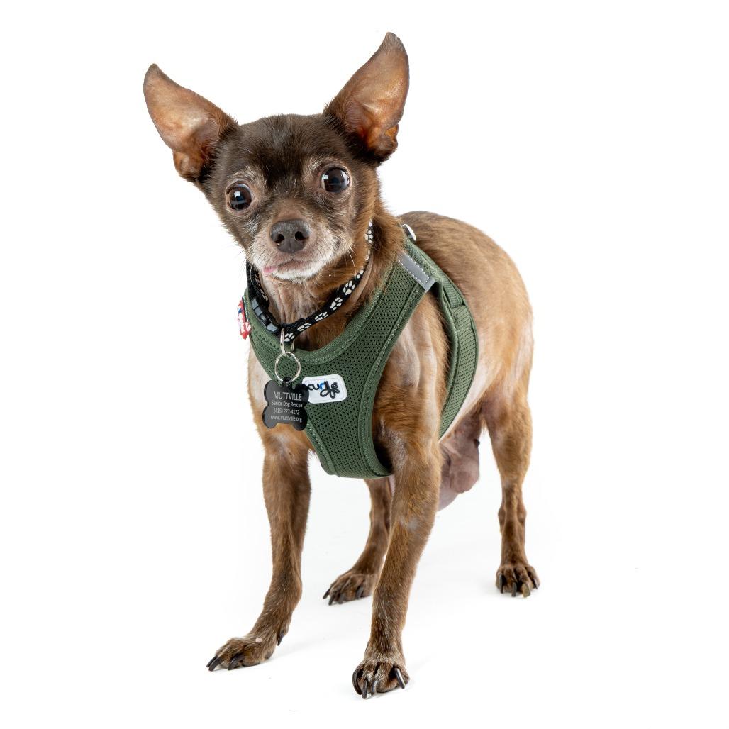 Enlarge Moses 13642, a Adoptable Chihuahua in San Francisco, CA image 4/6