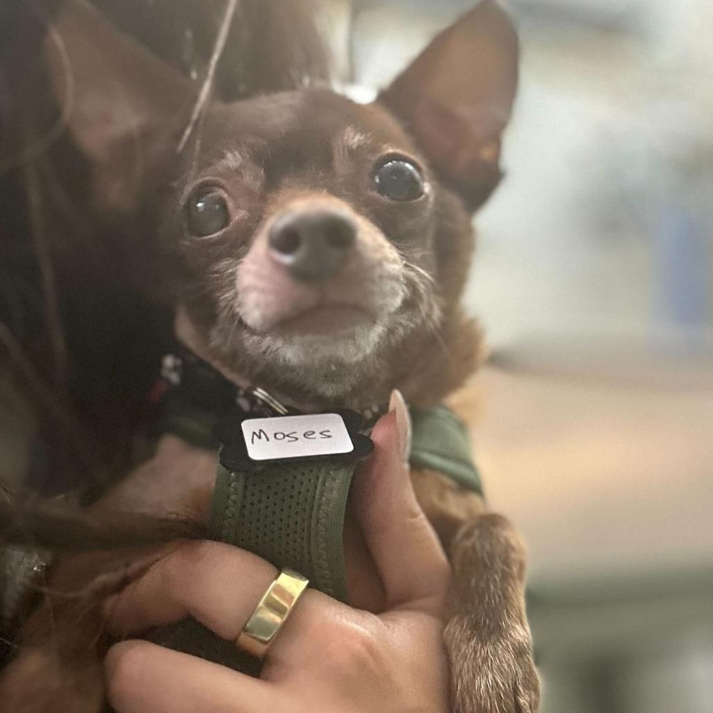Enlarge Moses 13642, a Adoptable Chihuahua in San Francisco, CA image 5/6