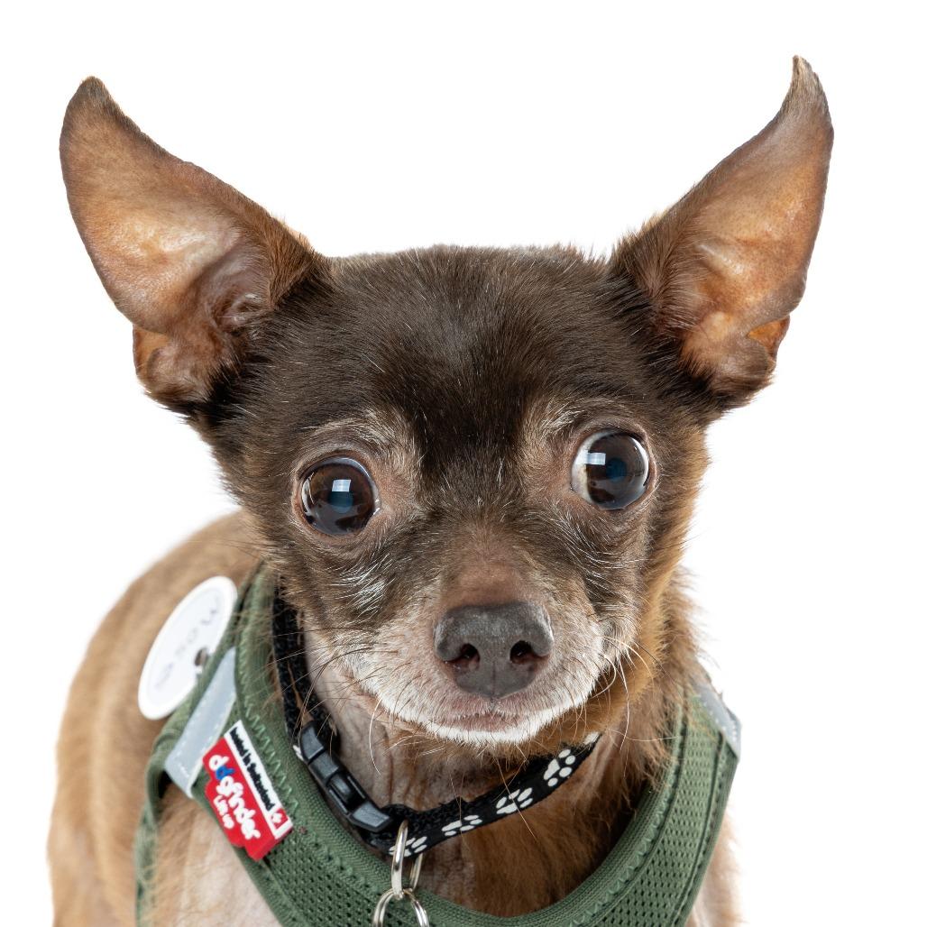 Enlarge Moses 13642, a Adoptable Chihuahua in San Francisco, CA image 6/6