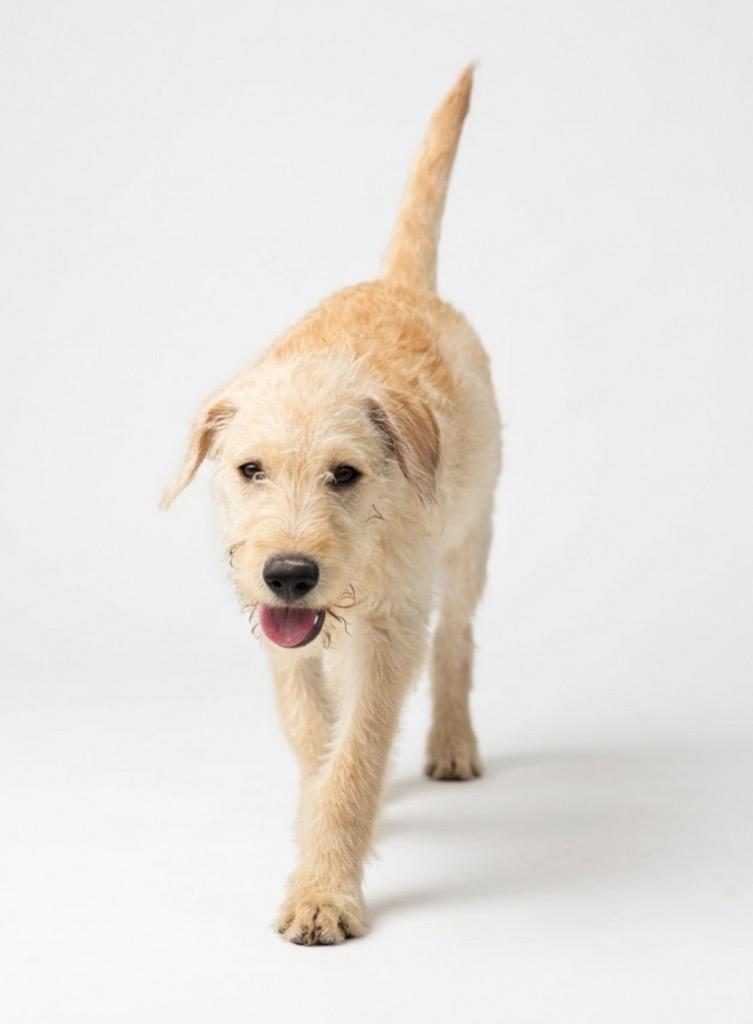 Truffle, Adoptable, Puppy Female Labrador Retriever & Poodle.