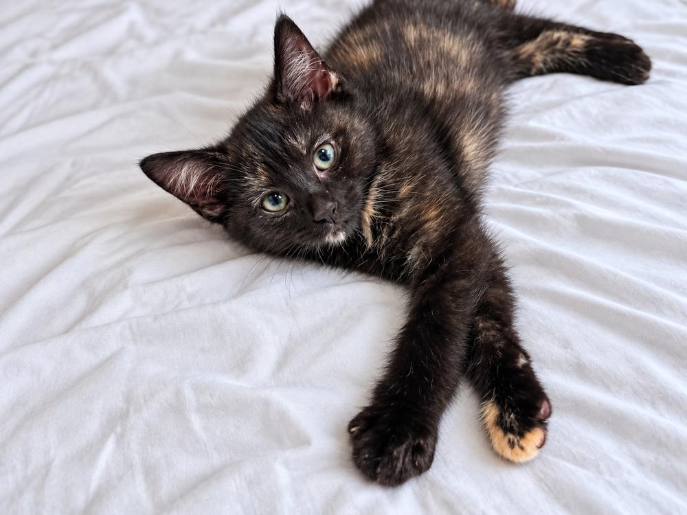 Dell, Adoptable, Kitten Female Domestic Short Hair & Domestic Short Hair.