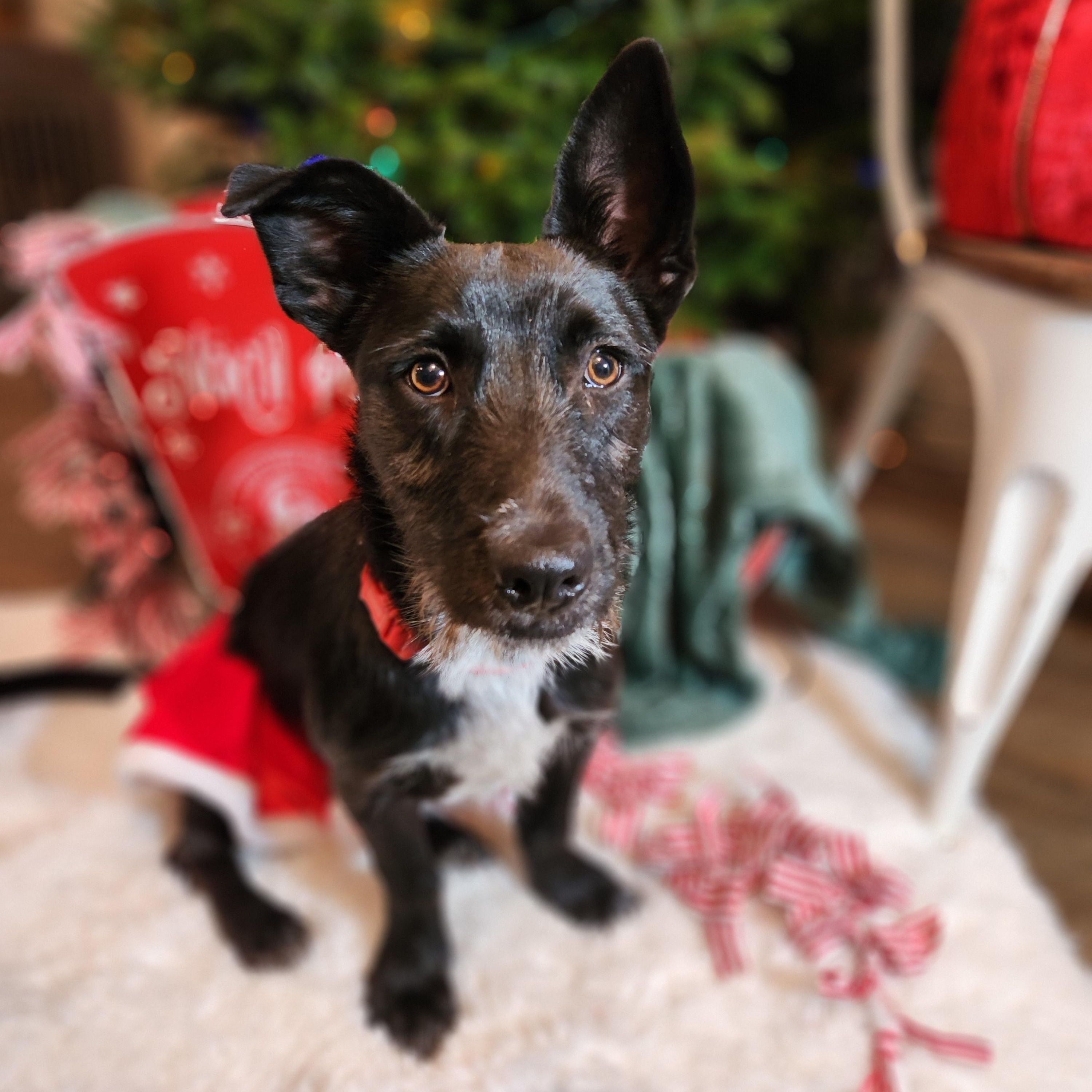 Enlarge Aubrey, a ADOPTABLE mixed breed in Killeen, TX image 2/6