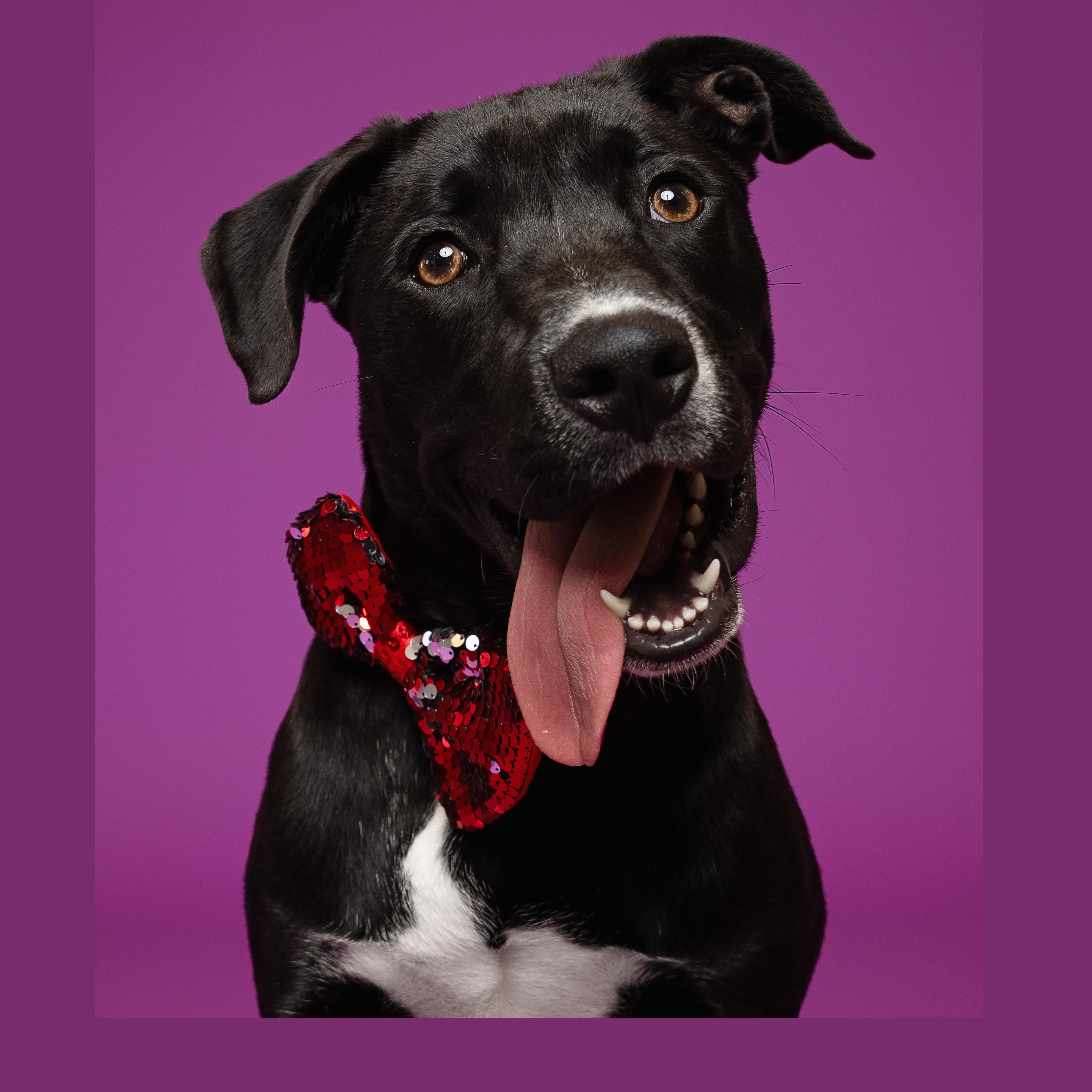 Tahoe Black Labrador Retriever Dog