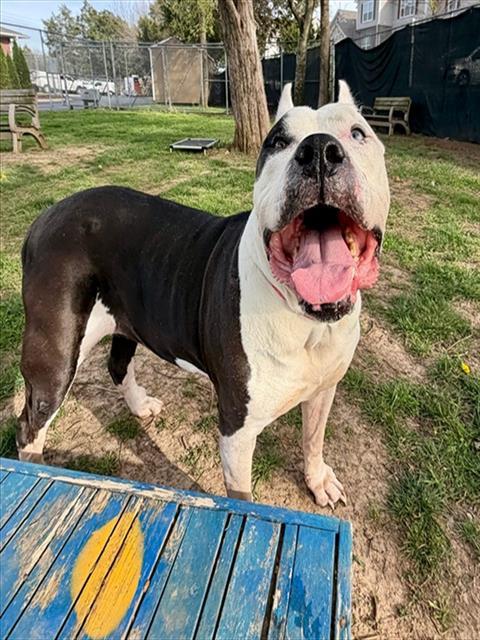 PEARL, Adoptable, Adult Female Presa Canario & Mixed Breed.