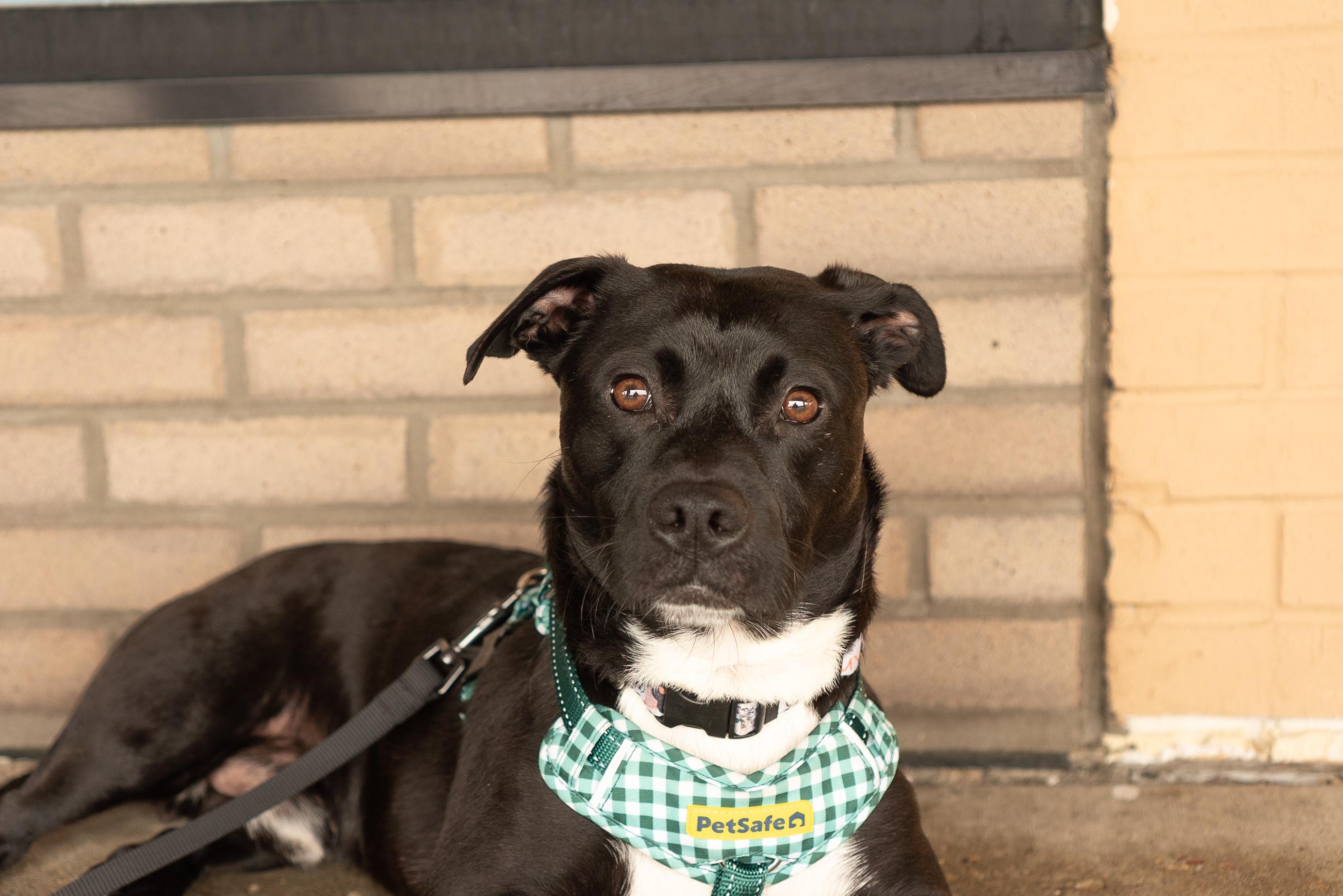 Bruce, adoptable, Young Male Staffordshire Bull Terrier & Basset Hound.
