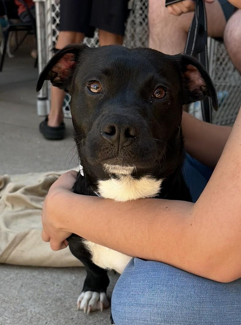 Bruce, adoptable, Young Male Staffordshire Bull Terrier & Basset Hound.