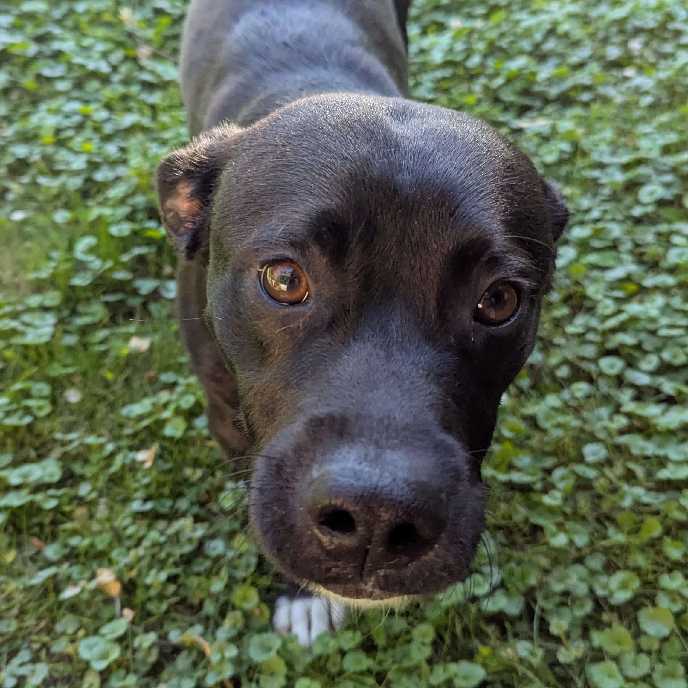 Enlarge Bruce, an adoptable mixed breed in Minneapolis, MN image 2/4