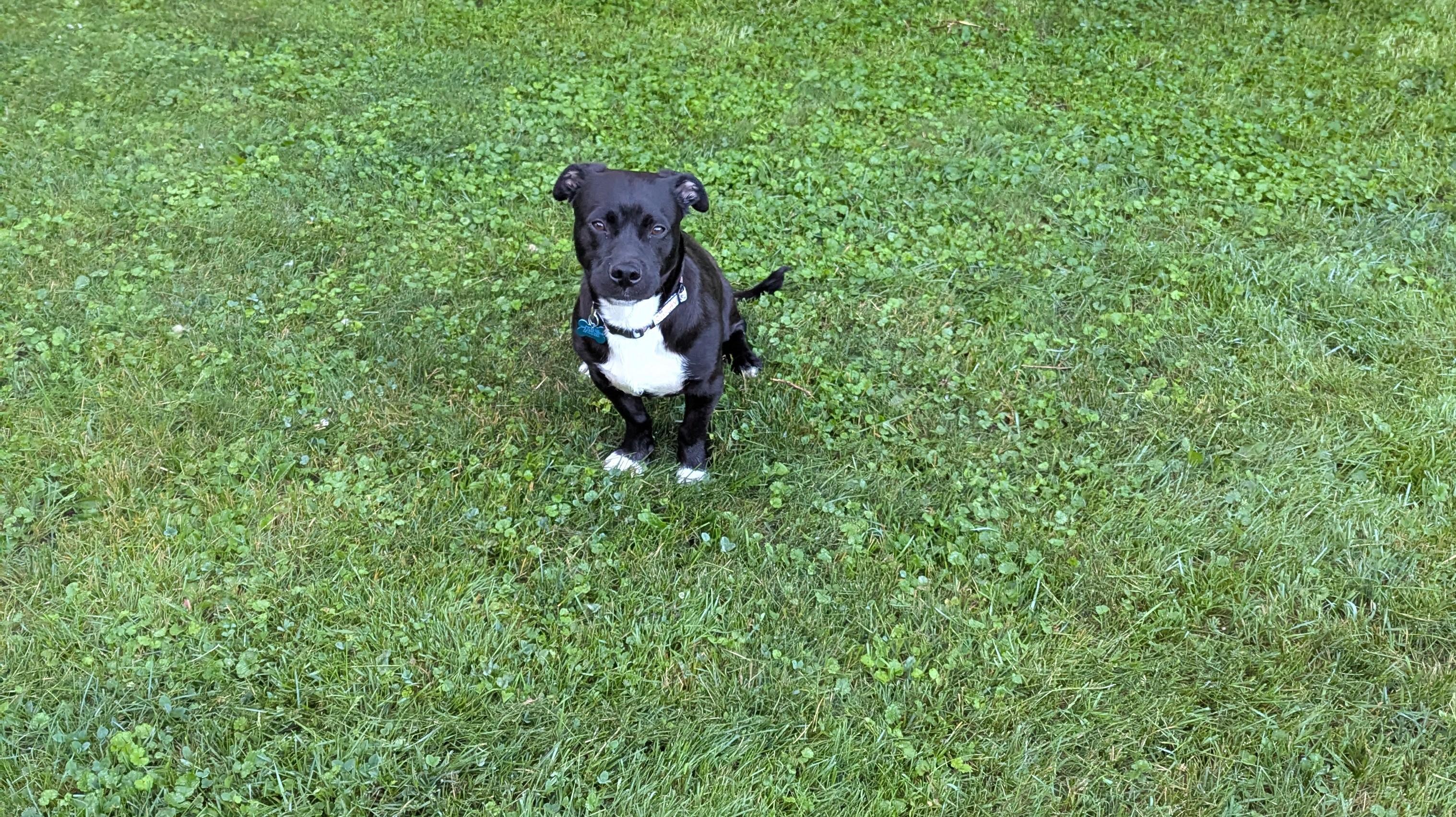 Enlarge Bruce, an adoptable mixed breed in Minneapolis, MN image 4/4