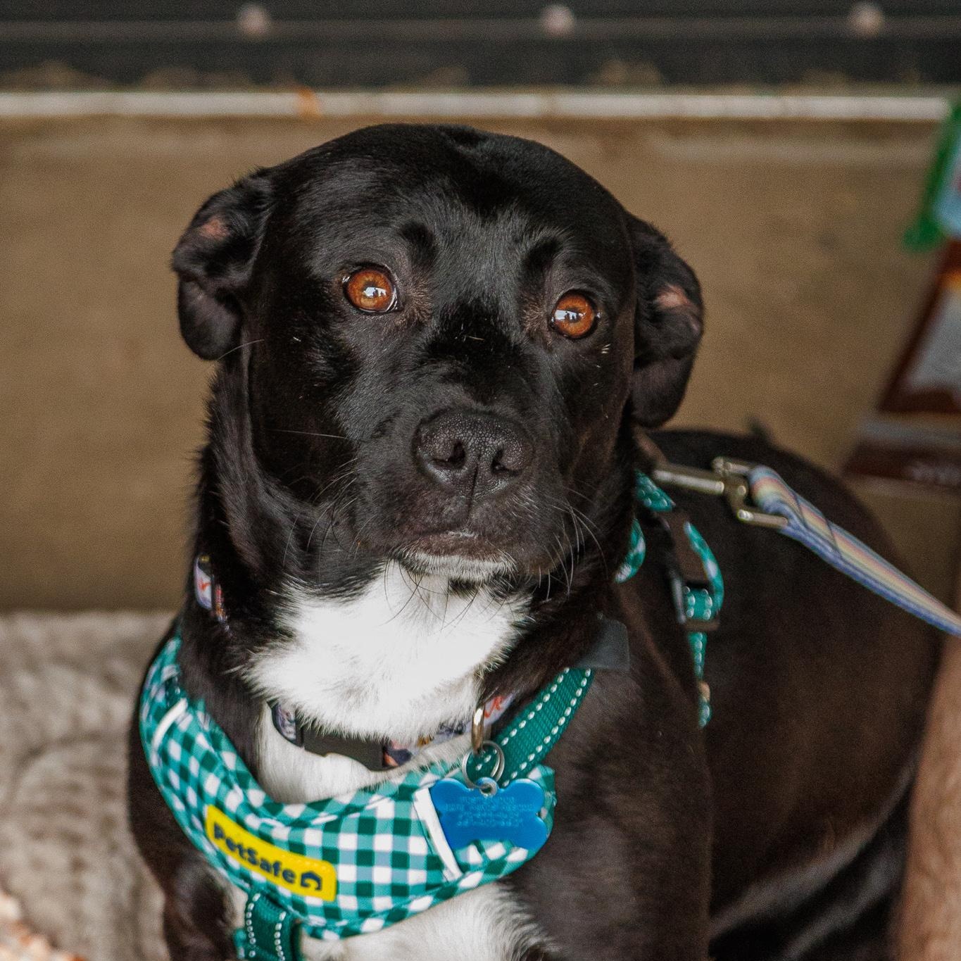 Bruce, an adoptable mixed breed in Minneapolis, MN image 2/6