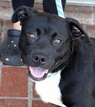 Enlarge Bruce, an adoptable mixed breed in Minneapolis, MN image 3/4