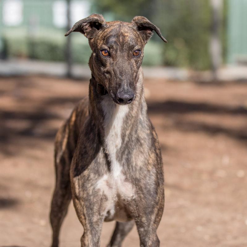 Tigger, adopted, Adult Male Greyhound.