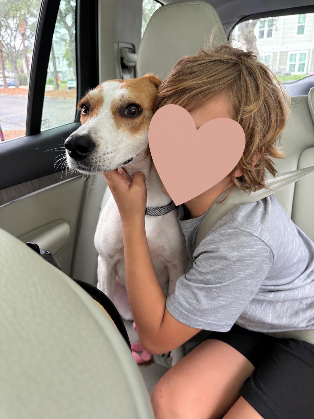 Enlarge Peaches, a Adopted Hound in Wando, SC image 4/6