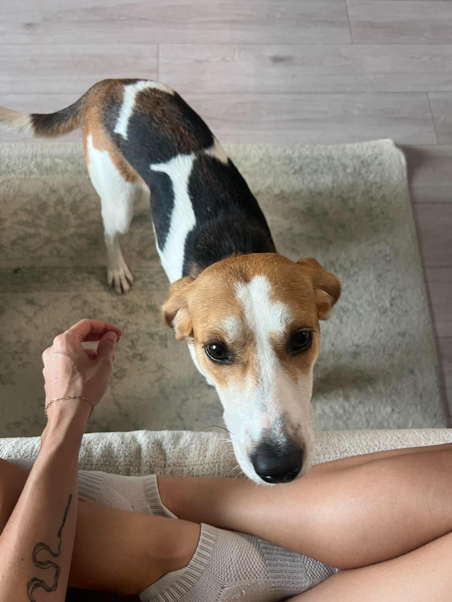 Enlarge Peaches, a Adopted Hound in Wando, SC image 6/6