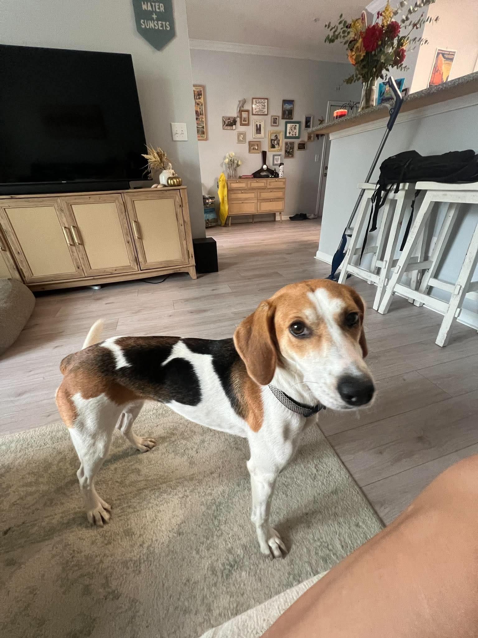 Enlarge Peaches, a Adopted Hound in Wando, SC image 5/6